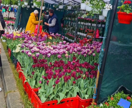 UCB la Simfonia Lalelelor 2024 galerie